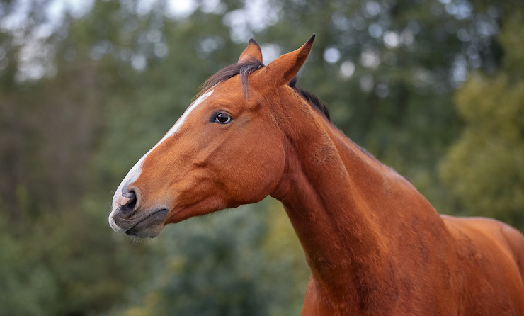Früherkennung von chronischen Schmerzen beim Pferd