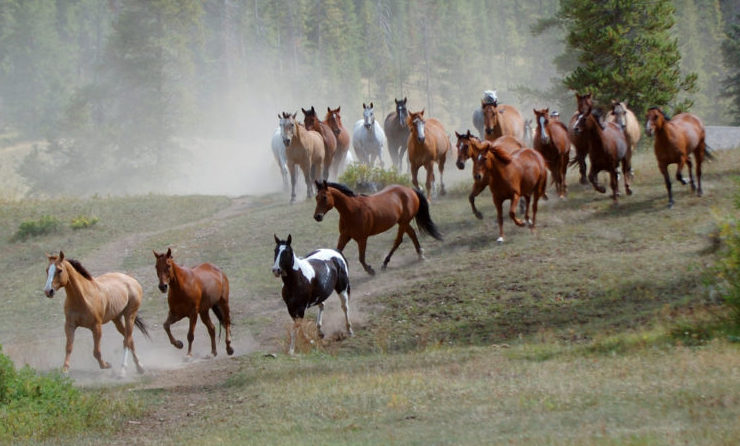 Dominanz und Alphatier-Konzepte im Pferdetraining