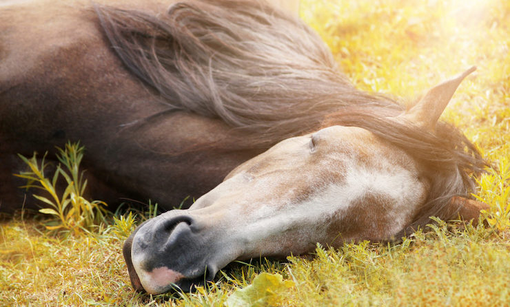 Wenn Pferde nicht an Narkolepsie sondern unter Schlafmangel leiden