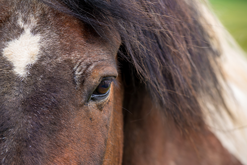 Das Alte Pferd: Veränderungen der Organe und des Stoffwechsels