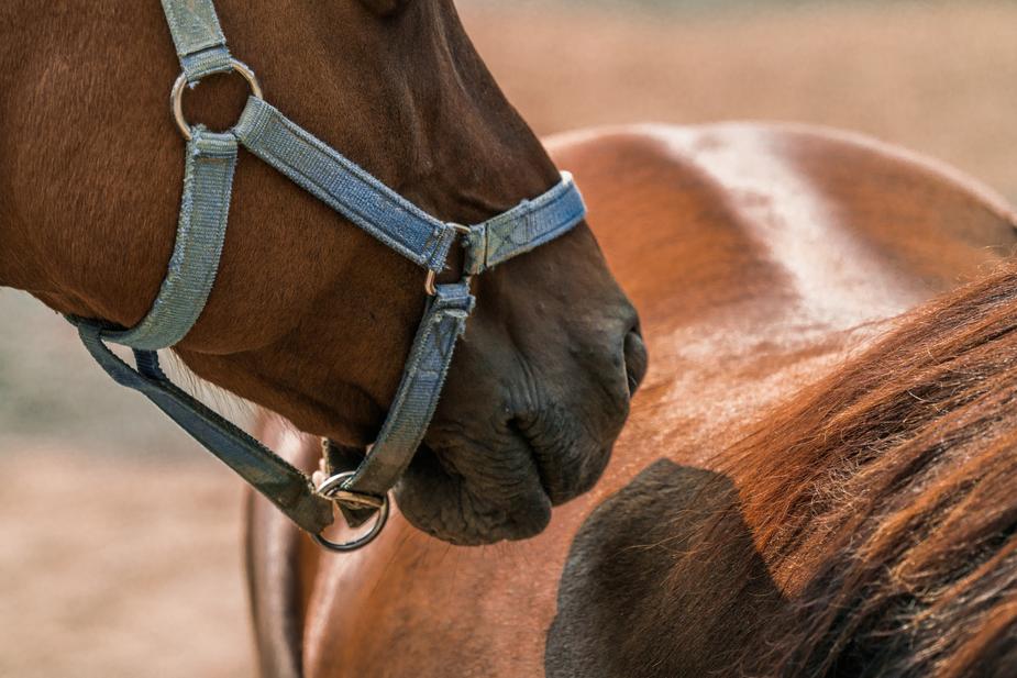 Wie erkenne ich Rückenschmerzen beim Pferd?
