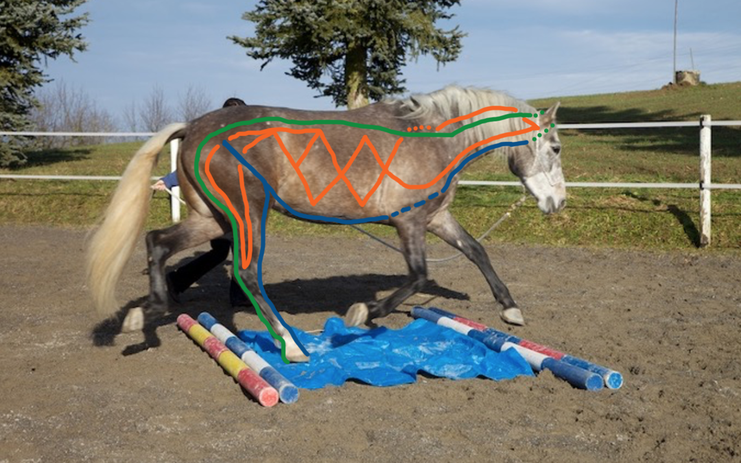Gentle Balance Webinar: Equine Myofascial Kinetic Lines – Myofasziale Ketten / Leitbahnen in der Biomechanik des Pferdes – Teil 2: Oberfächliche Ventrallinie – Superficial Ventral Line