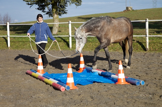 Praxisseminar mit Lehrvideos zur Vorbereitung: Sensomotorik im Training des Pferdes – Wie verbessere ich die Balance, Koordination und Konzentration meines Pferdes?