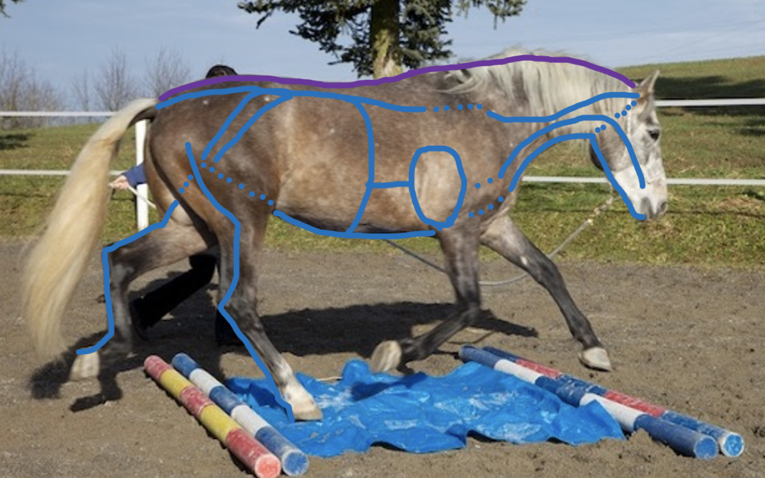 Gentle Balance Webinar: Equine Myofascial Kinetic Lines – Myofasziale Ketten / Leitbahnen in der Biomechanik und im Stoffwechsel des Pferdes: Spezialthema Wunschthema aus der Gruppe