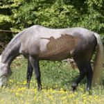 Pferd auf Wiese mit eingezeichnetem Darm