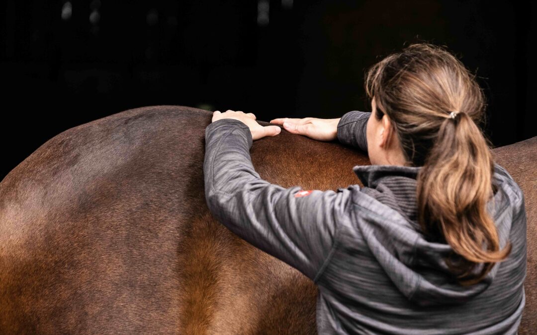 Live Webinar: Die Gesundheitscheckliste – So checkst Du den Zustand Deines Pferdes von Kopf bis Huf